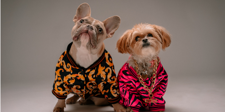 Dog Surgical Recovery Suits