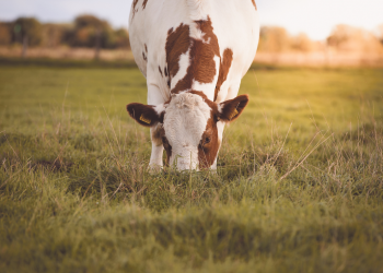 West Australia cattle gates