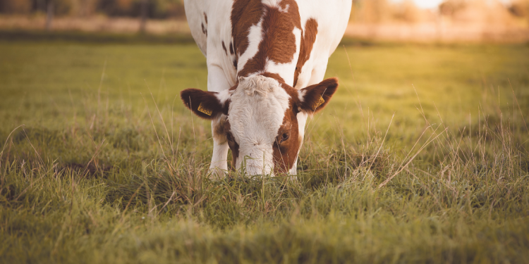 West Australia cattle gates