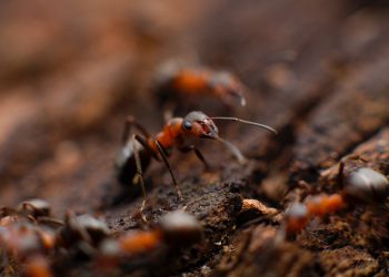 termite inspection