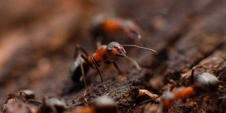 termite inspection