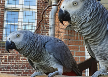 For the Love of Birds: Find Your Perfect African Grey Parrot