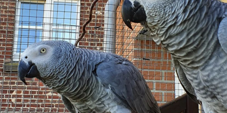 For the Love of Birds: Find Your Perfect African Grey Parrot