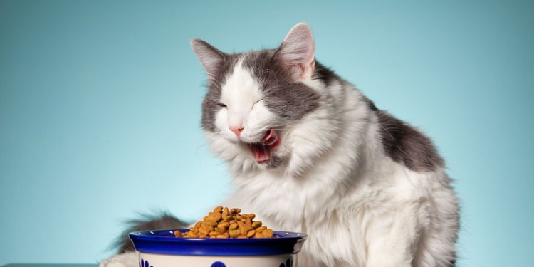 Best Cat Food