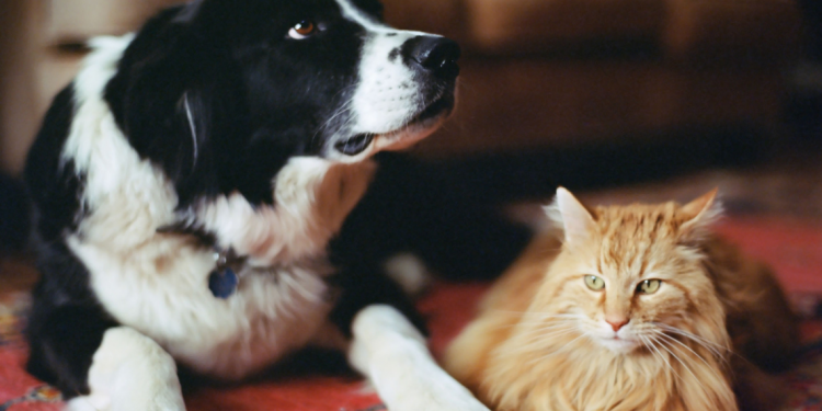 Pets