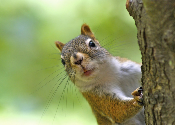 Squirrel Removal Brampton