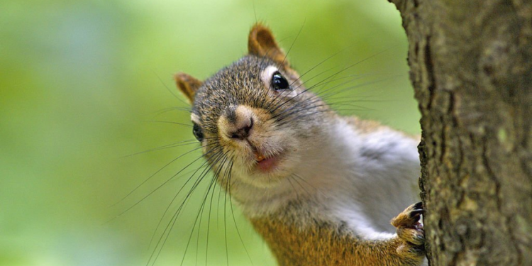 Squirrel Removal Brampton