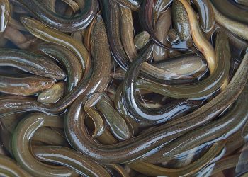 How do eels reproduce