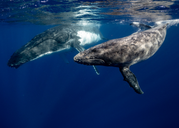 A whale traveled halfway around world sets a new record