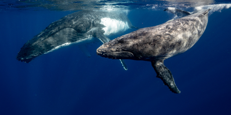 A whale traveled halfway around world sets a new record
