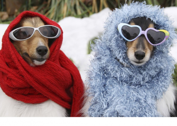 Pet Shirts and Bandanas