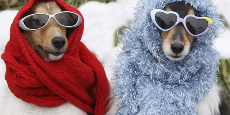 Pet Shirts and Bandanas