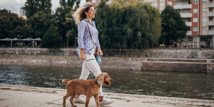 Dog Leashes and Collars