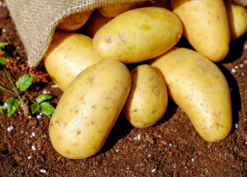 Do potatoes make you gain weight