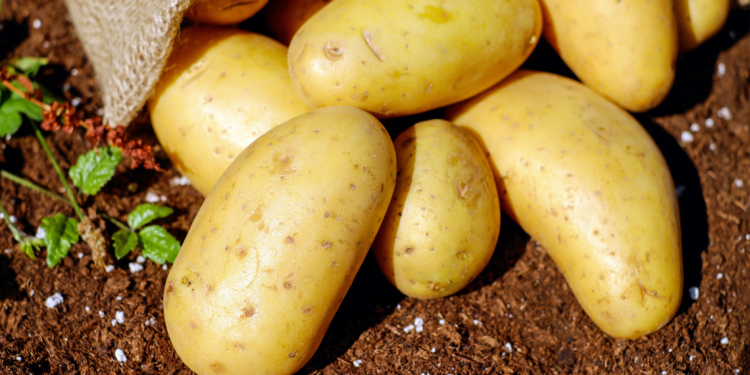 Do potatoes make you gain weight
