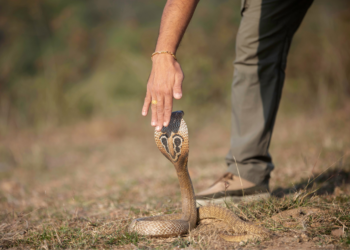 What kind of animal is a cobra Telenor?