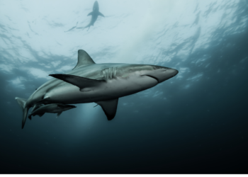 Shark Week: The 2022 Ultimate Guide