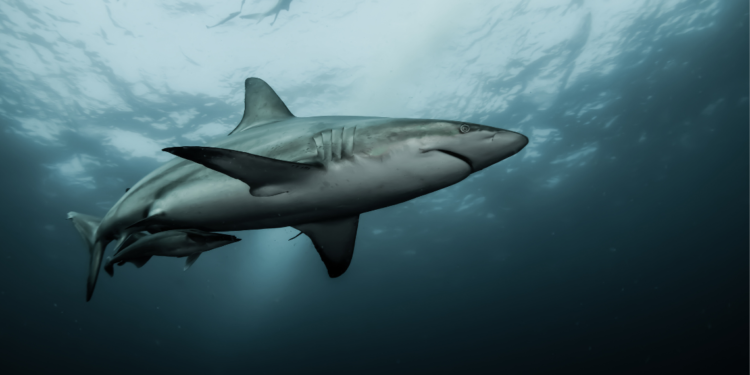 Shark Week: The 2022 Ultimate Guide