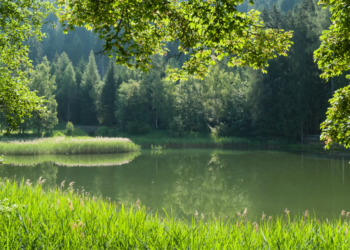 Pond Ecosystem: Types, Food Chain, Animals and Plants