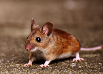 Rat pups born from sperm artificially: A new study