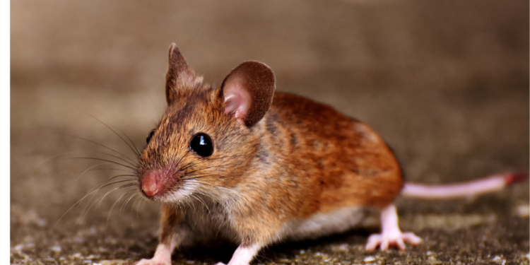 Rat pups born from sperm artificially: A new study