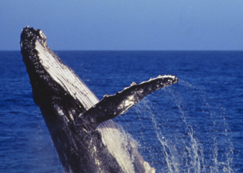 Whale That travelled Halfway Around World Sets New Migration Record