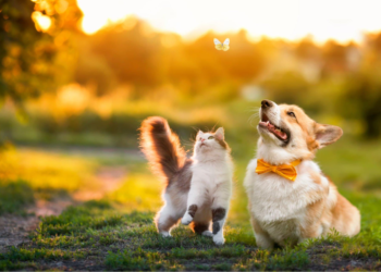 Keeping your Pets Healthy