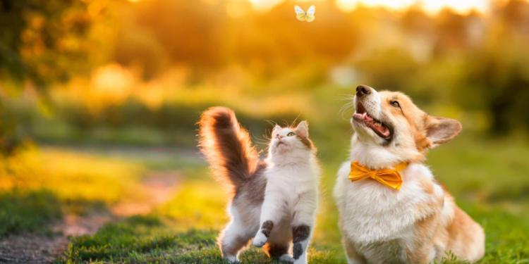 Keeping your Pets Healthy