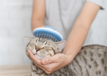 Pet Massage Brush