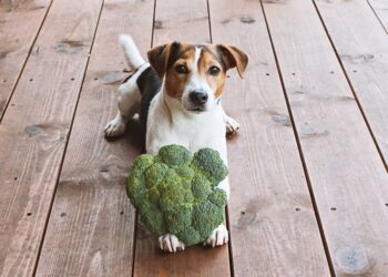 Can Dogs Eat Cabbage