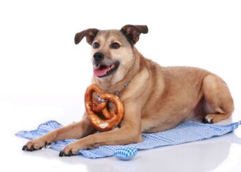 Can Dogs Eat Pretzels