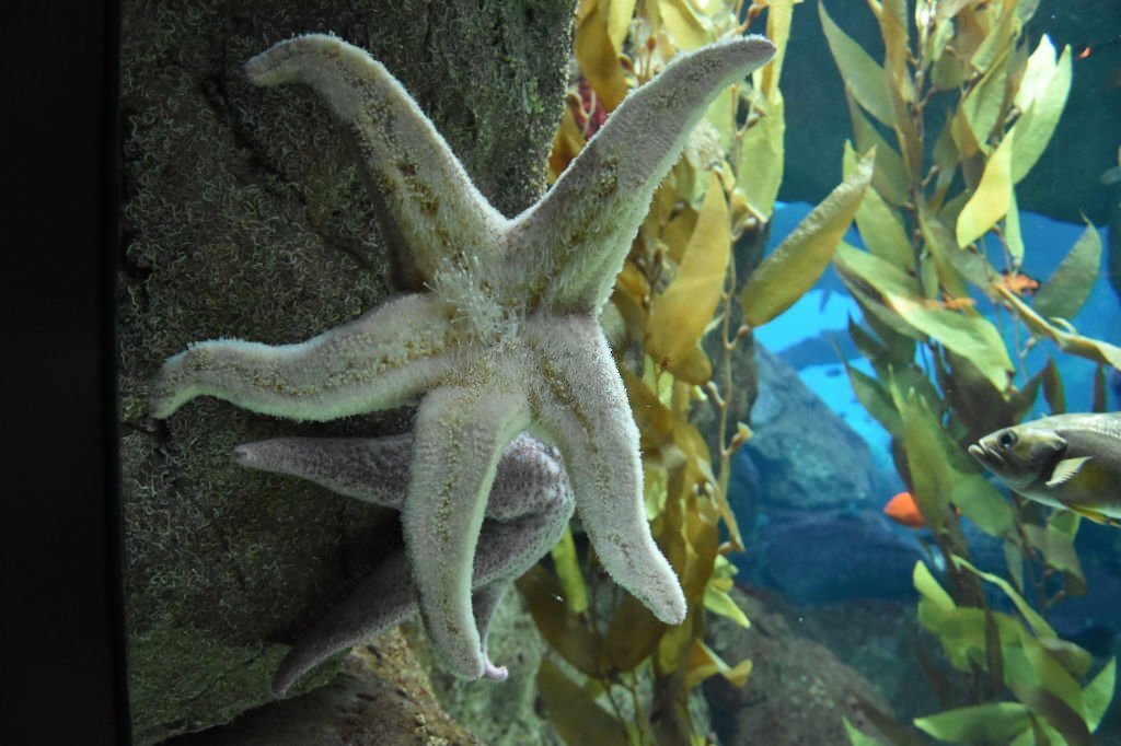 Echinoderms