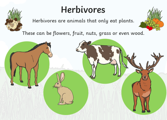 Herbivores