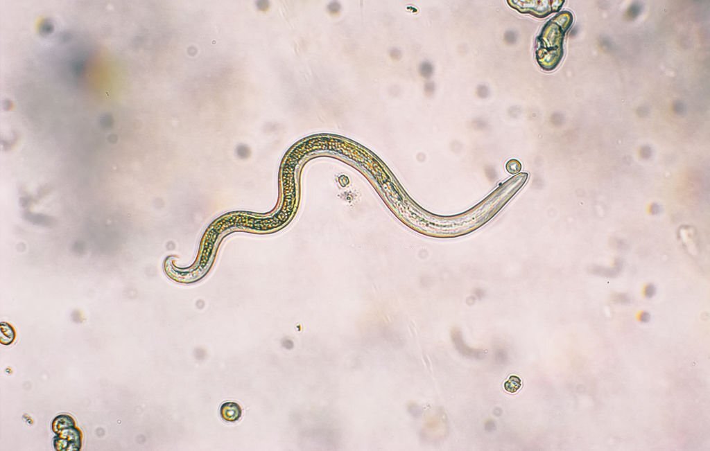 Nematodes