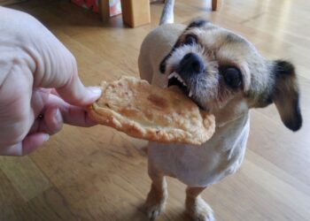 can dogs eat tortilla