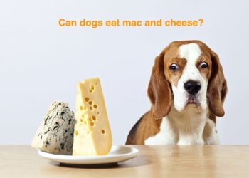 can dogs eat mac and cheese