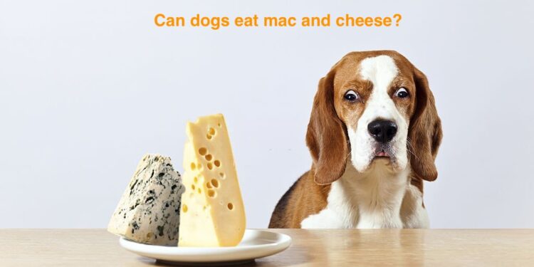 can dogs eat mac and cheese