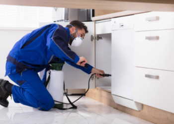 Vehicle Pest Services