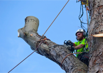Chesapeake tree service