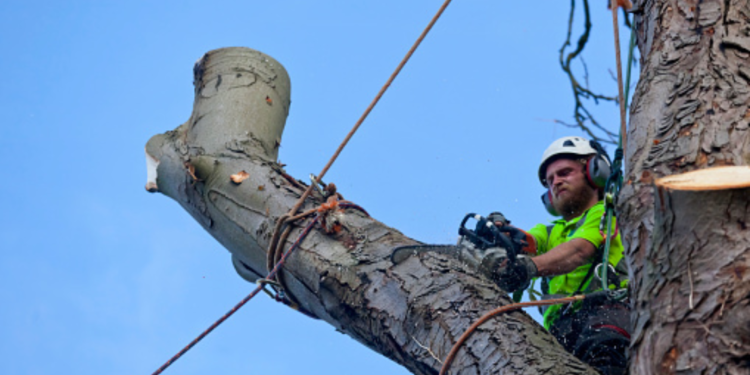 Chesapeake tree service