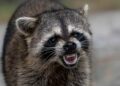 Raccoon Removal